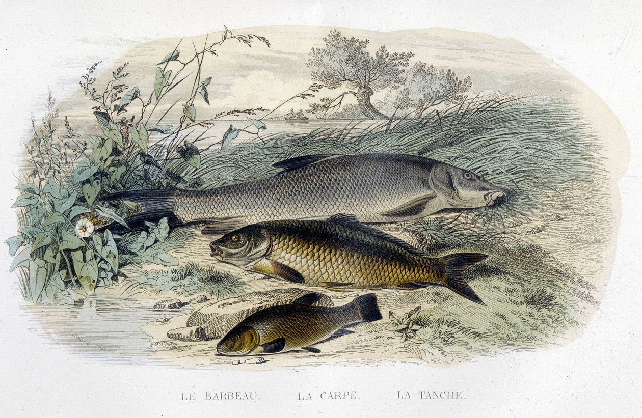 Barbel, sazan ve Kadife balığı - Lacépède, T.II, ed. Furne and Co., Paris by Unknown artist