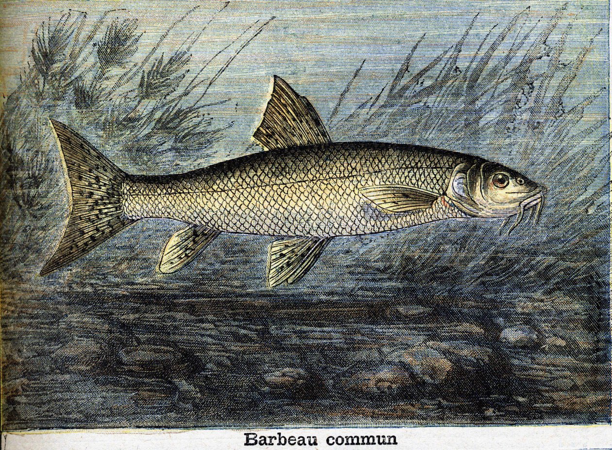 Barbea komün. 1897