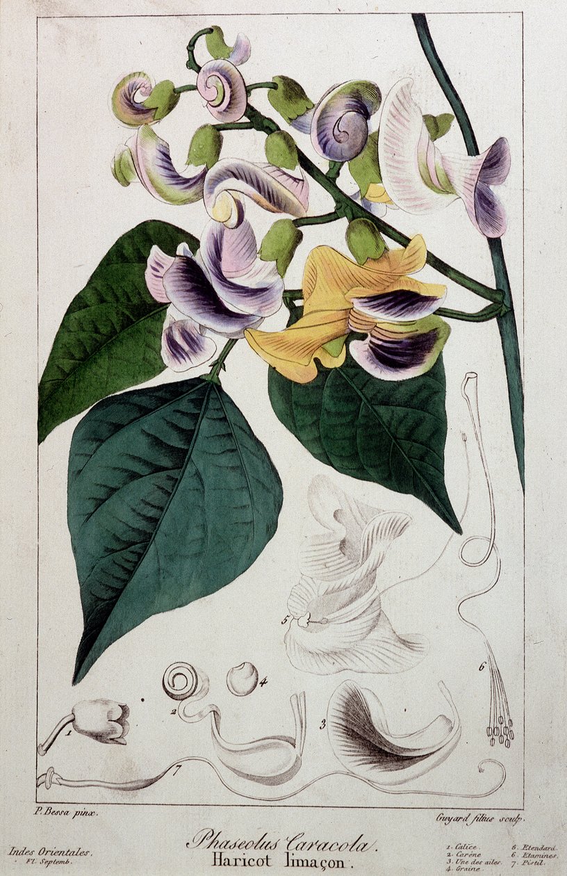 Fasulye salyangozu (phaseolus caracola), botanik tahtası by Unknown artist
