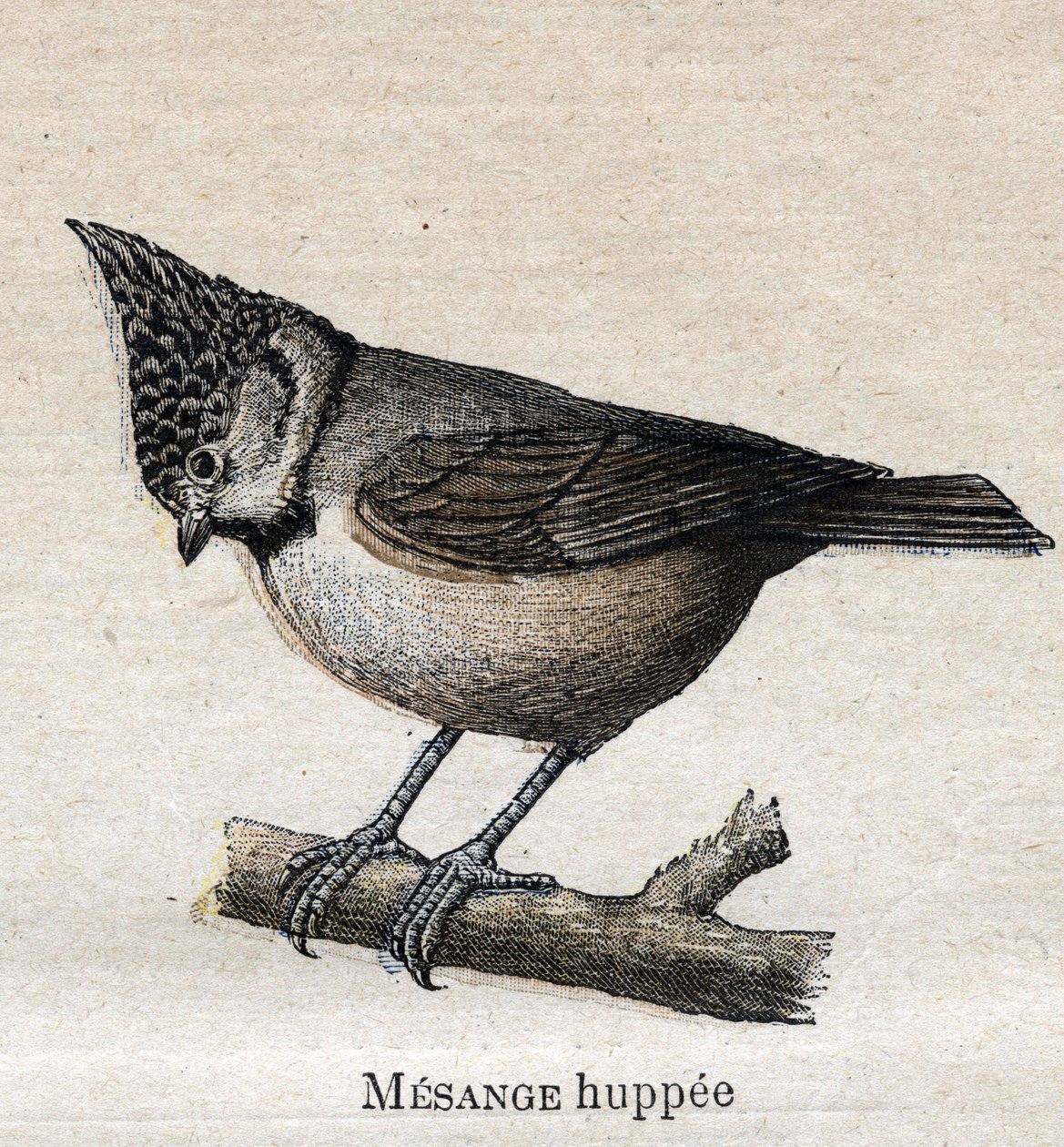 Tarıma Faydalı Kuşlar: Cupped Chickadee by Unknown artist