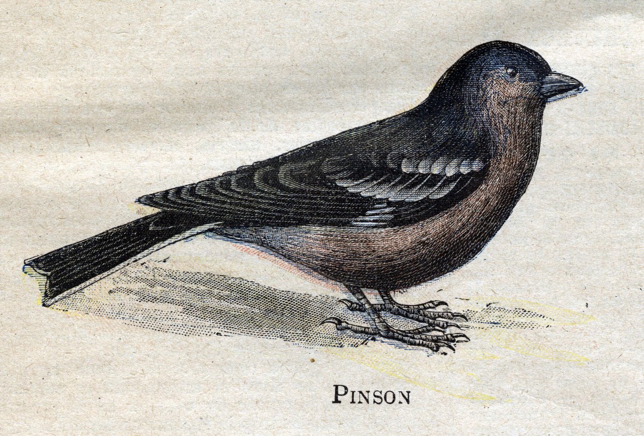 Tarıma Faydalı Kuşlar: Pinson by Unknown artist