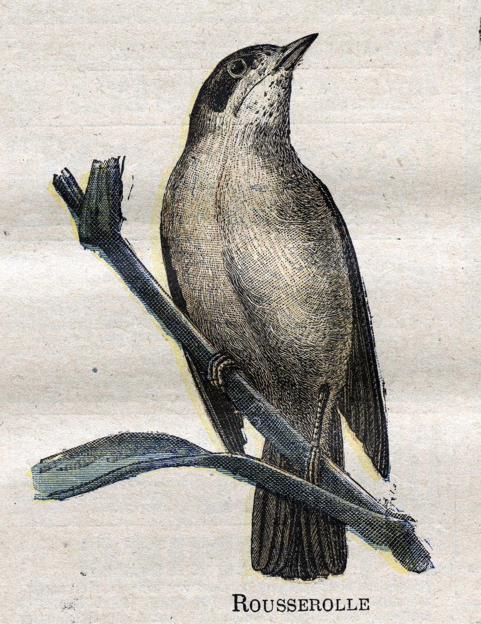 Tarıma Faydalı Kuşlar: Rousserolle by Unknown artist