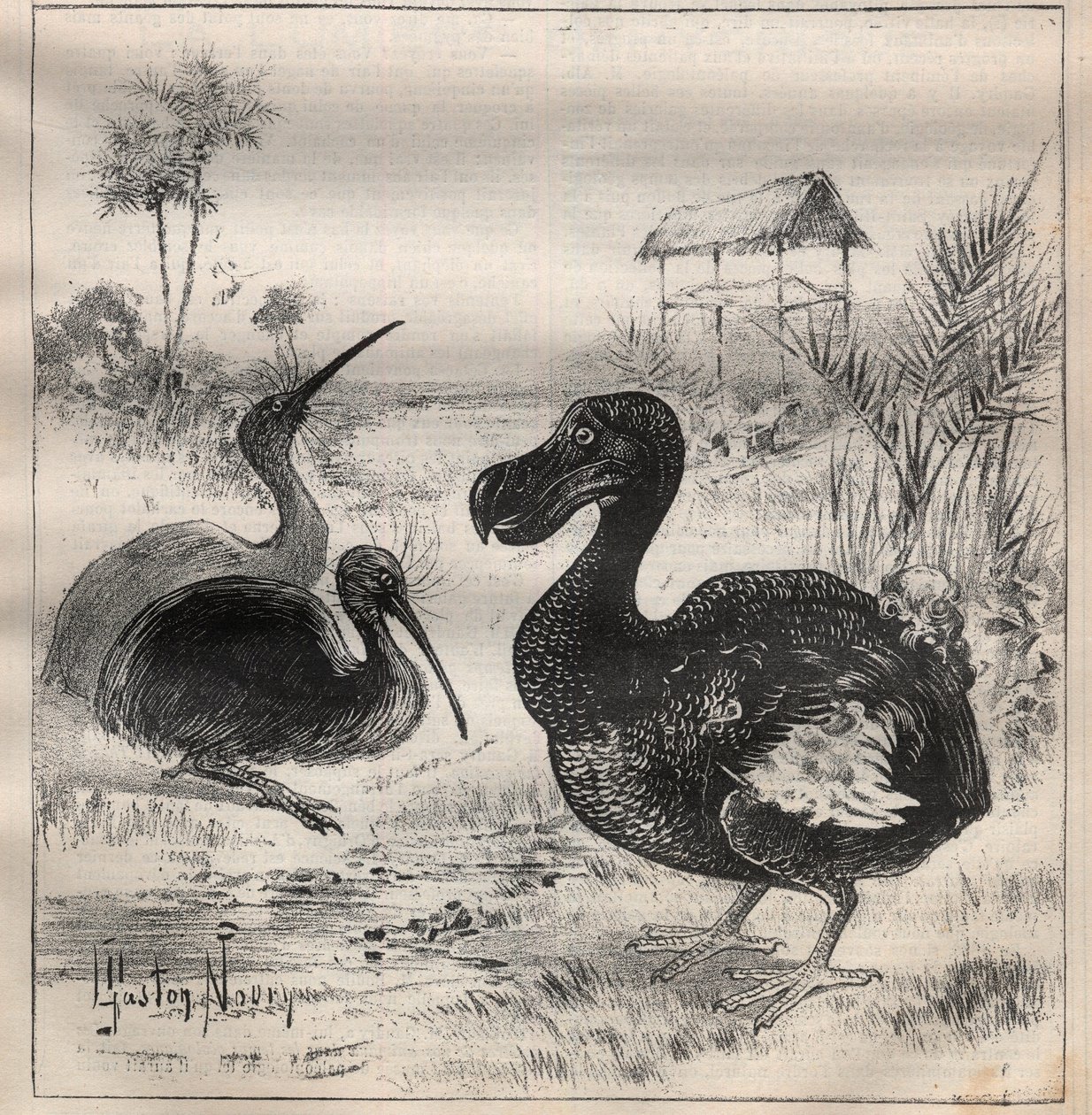 Kaybolan kuşlar: dodo (veya dronte) ve apteryx (veya kivi kivi) - “” La Science francaise” de Gravür by Unknown artist