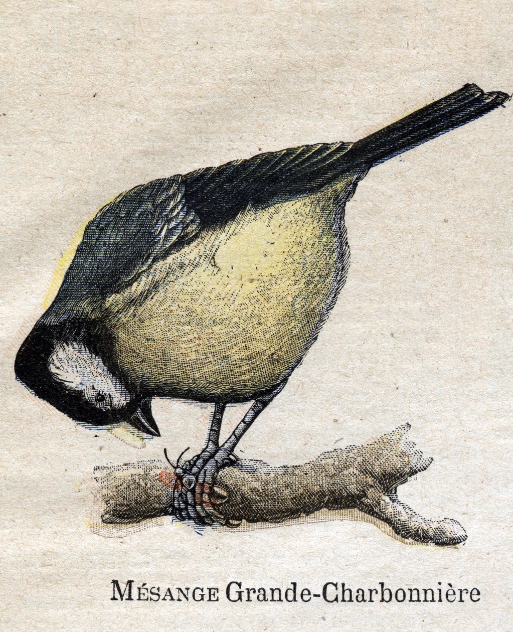 Tarıma faydalı kuşlar: Big Chickadee - Kömür by Unknown artist