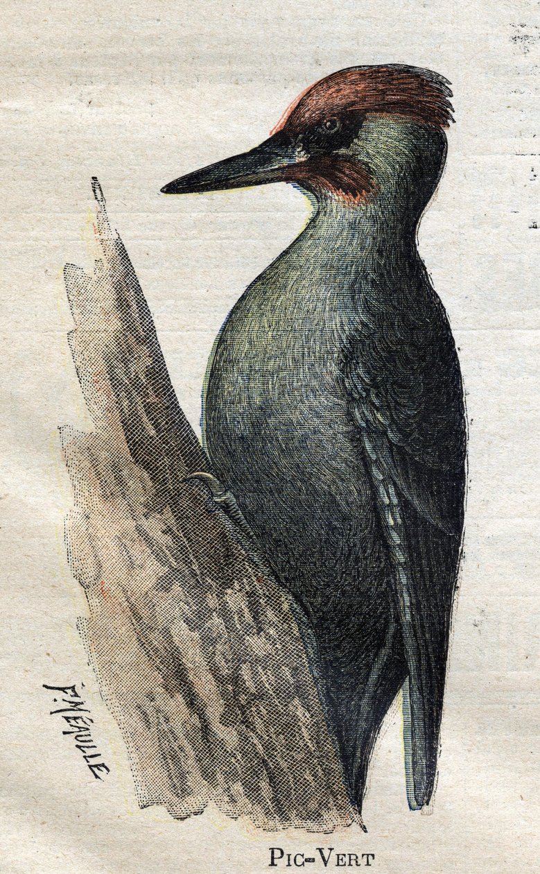 Çiftçiliğe faydalı kuşlar: Yeşil Ağaçkakan by Unknown artist