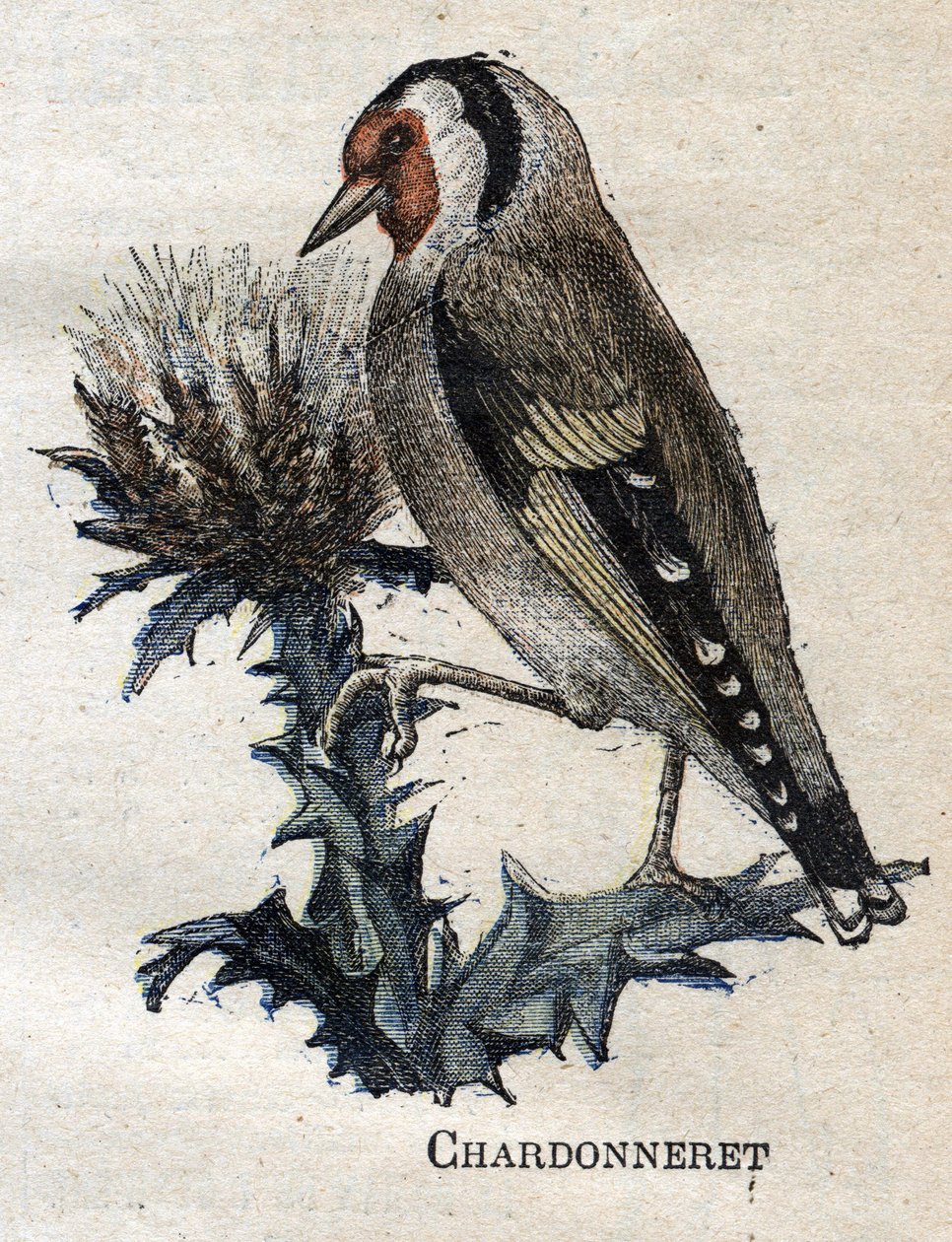 Tarıma faydalı kuşlar: Chardonneret by Unknown artist