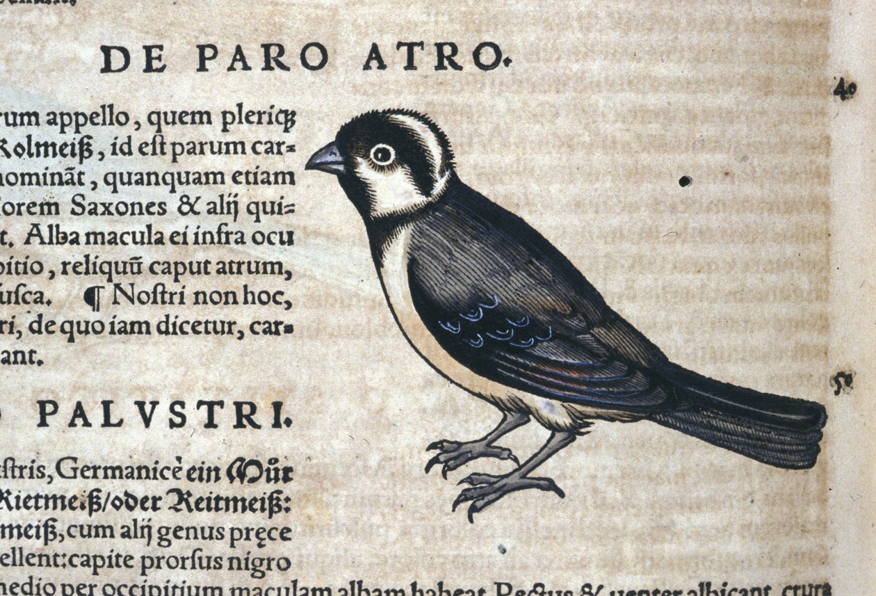 Historia Animalium'daki siyah kuş, Conrad Gesner (1516 - 1565), Tiguri by Unknown artist