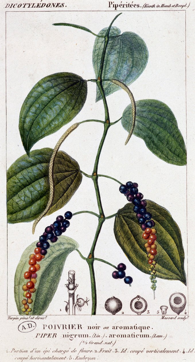 Siyah veya aromatik biber tabağı - botanik tahtası. 19. yüzyıl. by Unknown artist