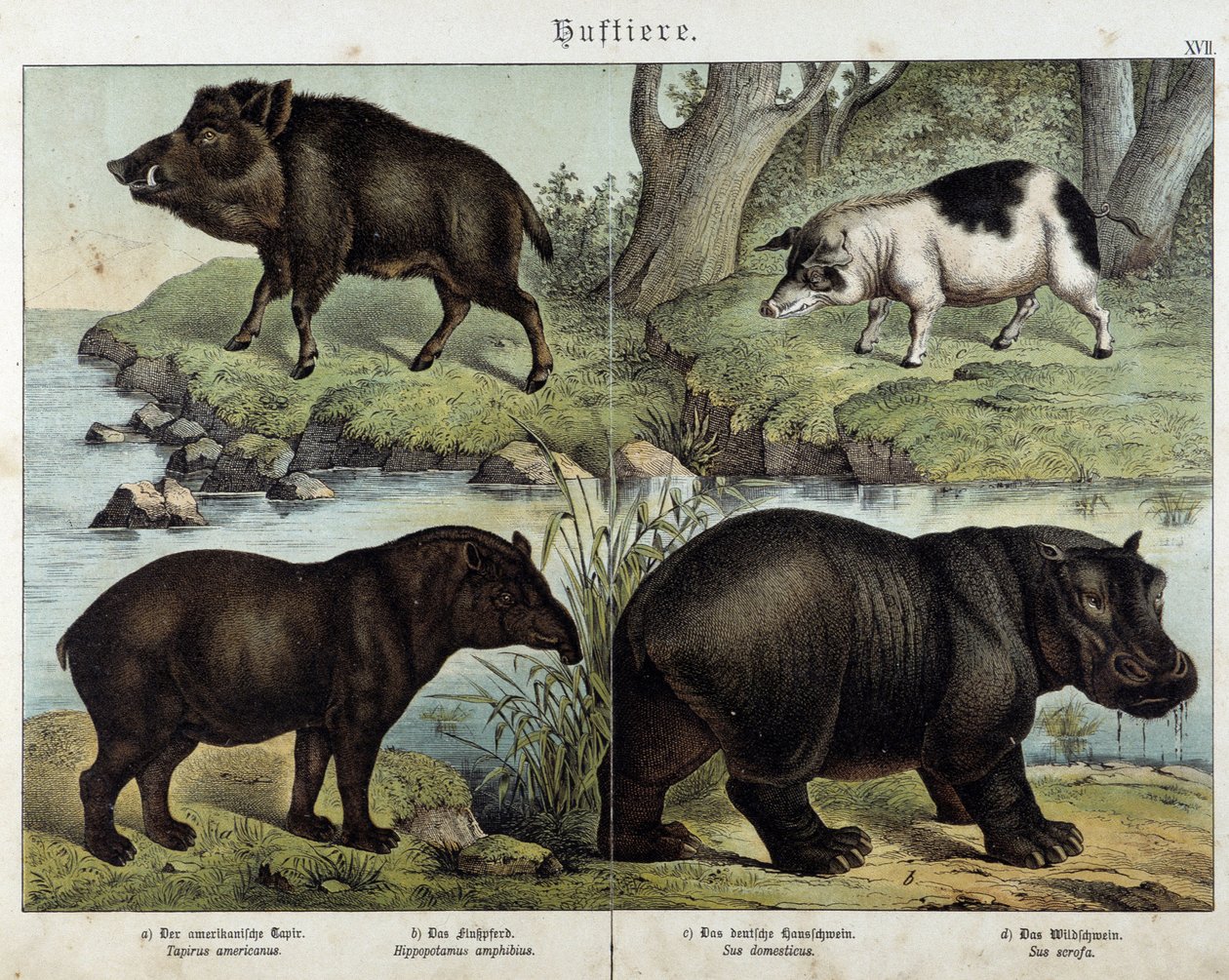 Domuz, domuz, tapir ve su aygırı - “” Memelilerin doğal tarihleri””, ed. Schreiber by Unknown artist