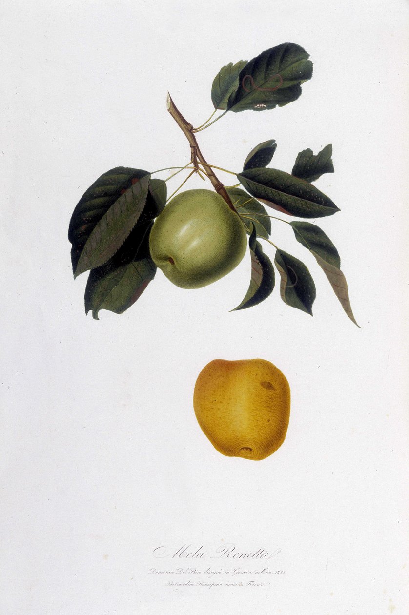 Botanik tahtası: Elma reinette (Mela Renetta). by Unknown artist