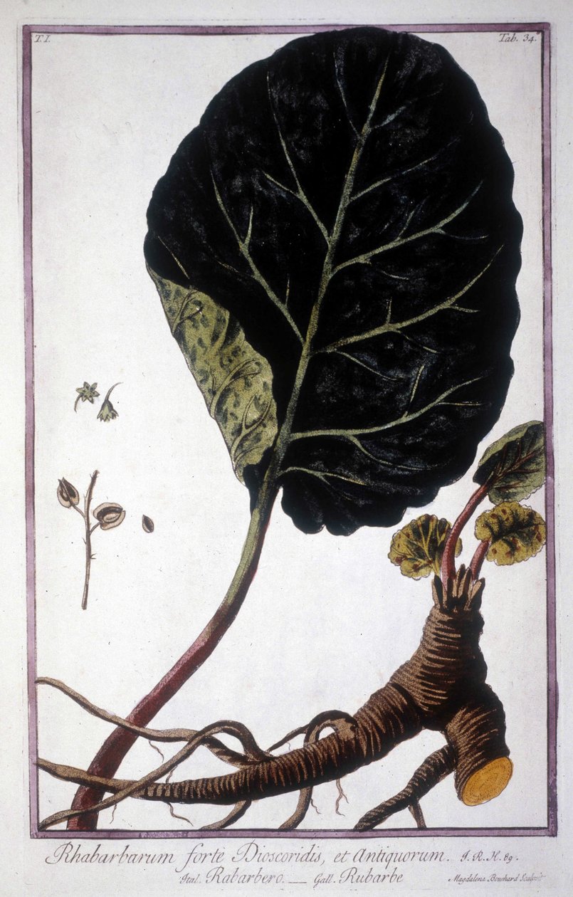 Botanik tahtası: Ravent yaprağı ve kökleri. 19. yüzyıl herbaryumu. by Unknown artist