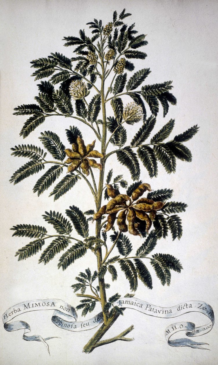 Botanik kurulu: Mimoza. 19. yüzyıl herbaryumu. by Unknown artist