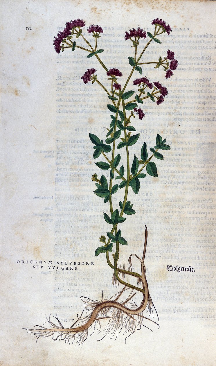 Botanik tahtası: Kekik (silvestre origanum sev. vulgare). Lheonard Fuchs Herbaryumu, "Irk Tarihi", Balya by Unknown artist