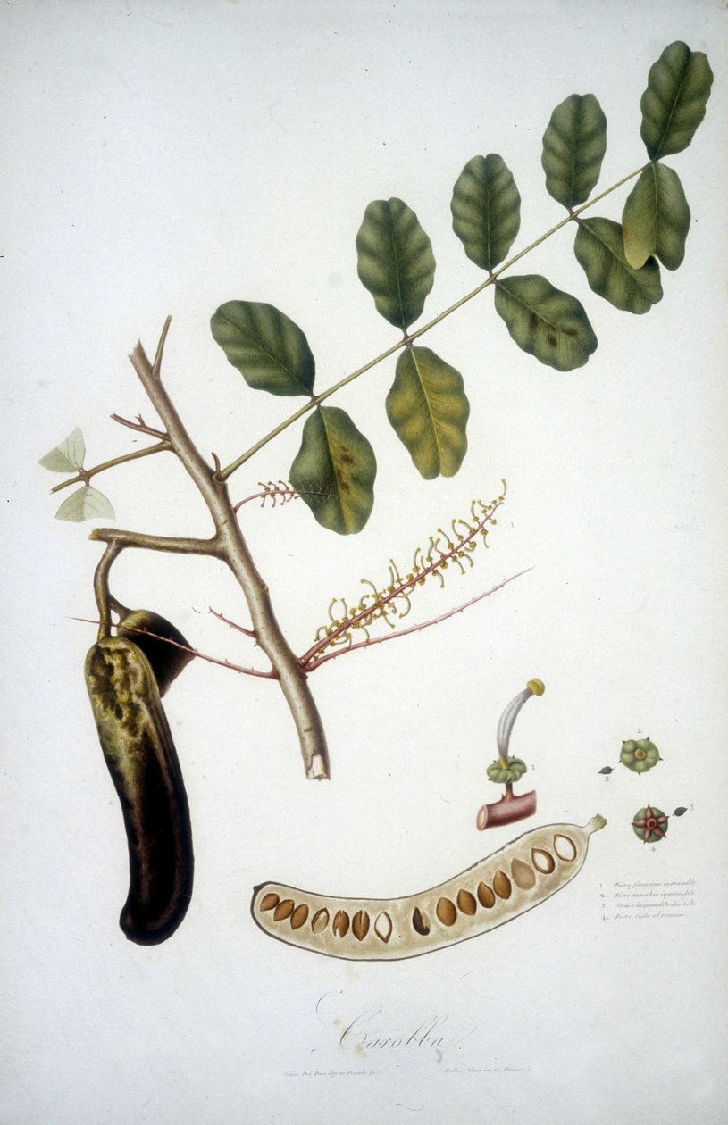 Botanik kurulu: keçiboynuzu dalı (Carobba). by Unknown artist