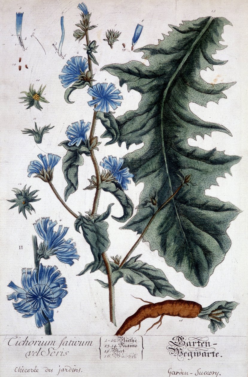 Botanik kurulu: cichorium factivum velseris (bahçelerin chicoree
