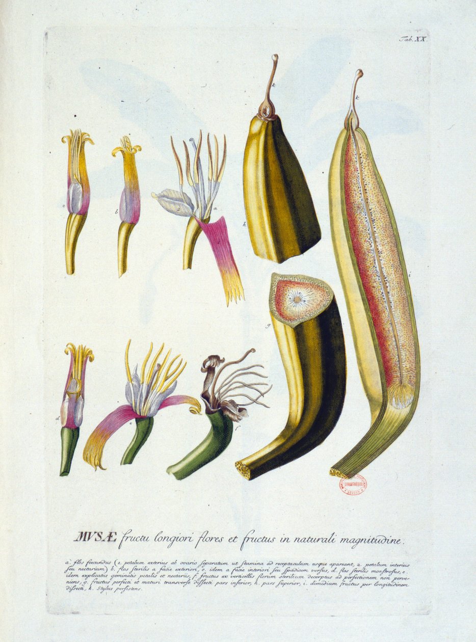 Botanik tahtası: çiçekler ve muz kesimi. n.d. 19. yüzyıl. by Unknown artist