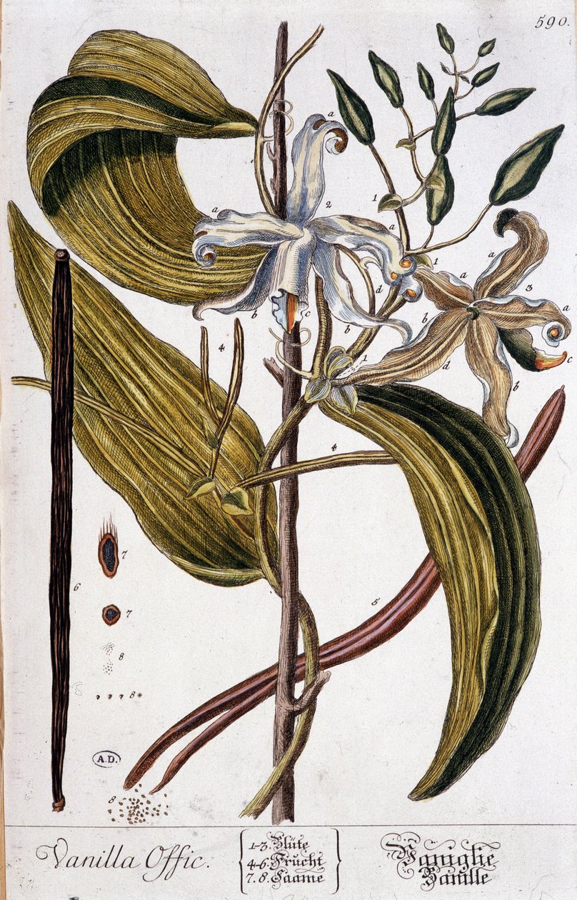 Botanik vanilya tahtası (vanilya resmi) - 19. yüzyıl by Unknown artist