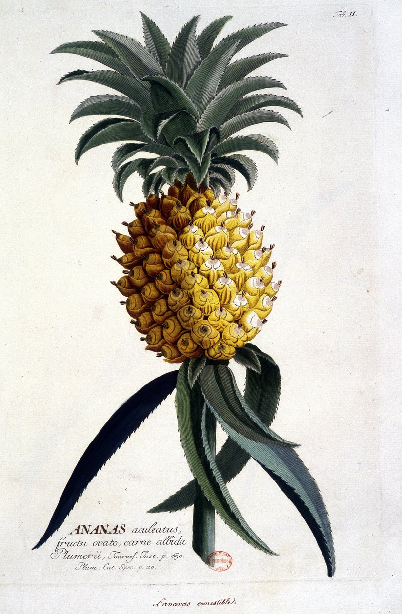 Botanik kurulu: ananas. n.d. 19. yüzyıl. by Unknown artist