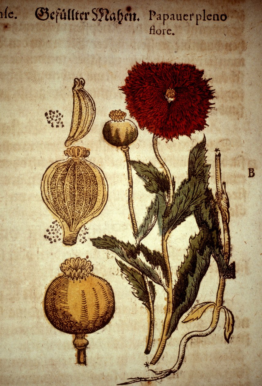 Botanik kurulu: haşhaş. D'Aprés Kreutterbuch dess Pietro Andrea Mattioli (Matthiole) (1500-1577) tarafından yazılan çok bilgili ve tanınmış beyefendi (...). Frankfurt by Unknown artist
