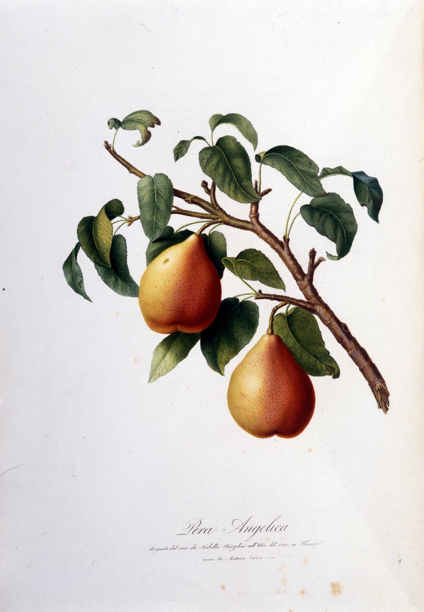 Pera angelica'yı temsil eden botanik pano. 1820 - 1822 by Unknown artist