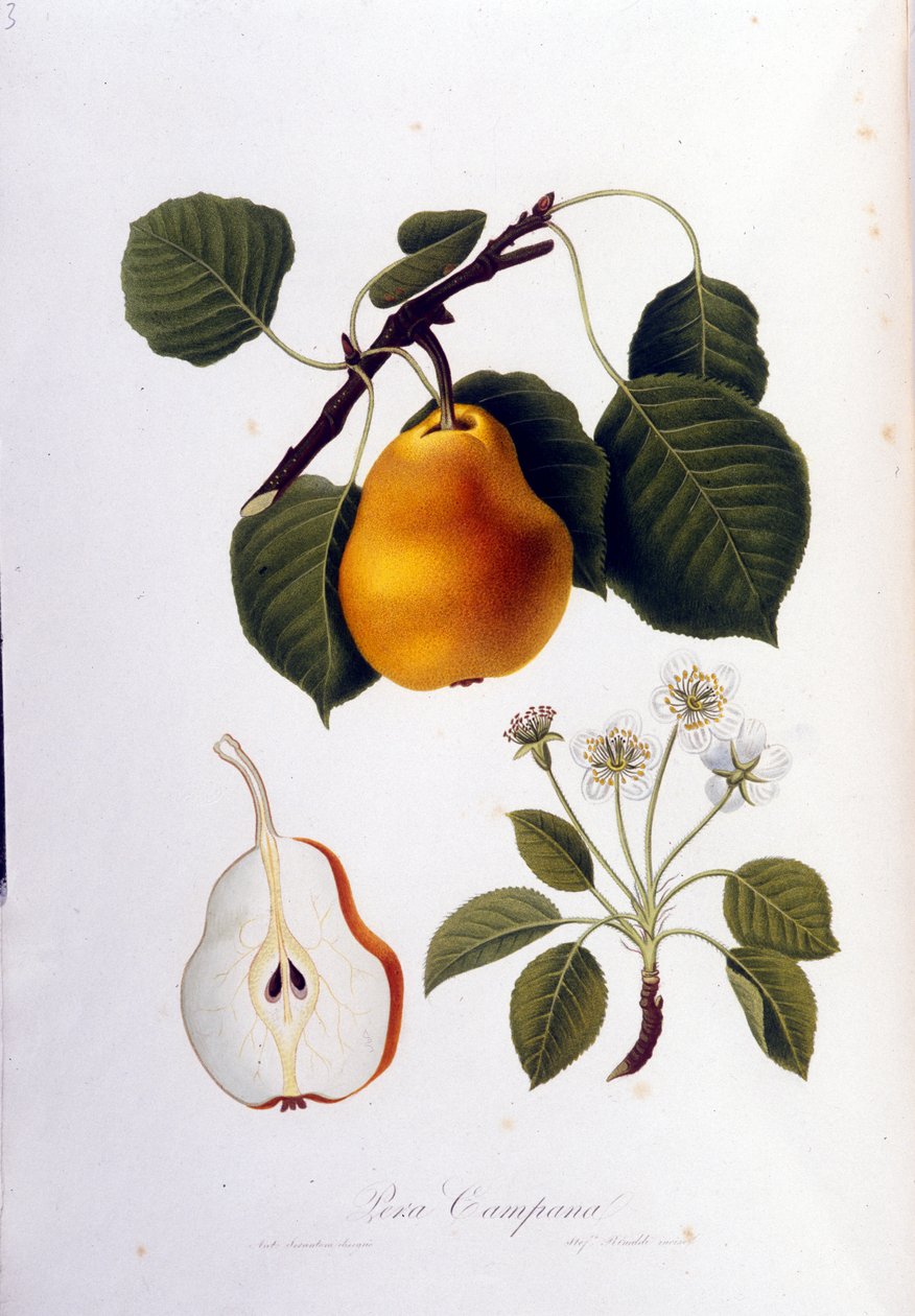 Pera campana