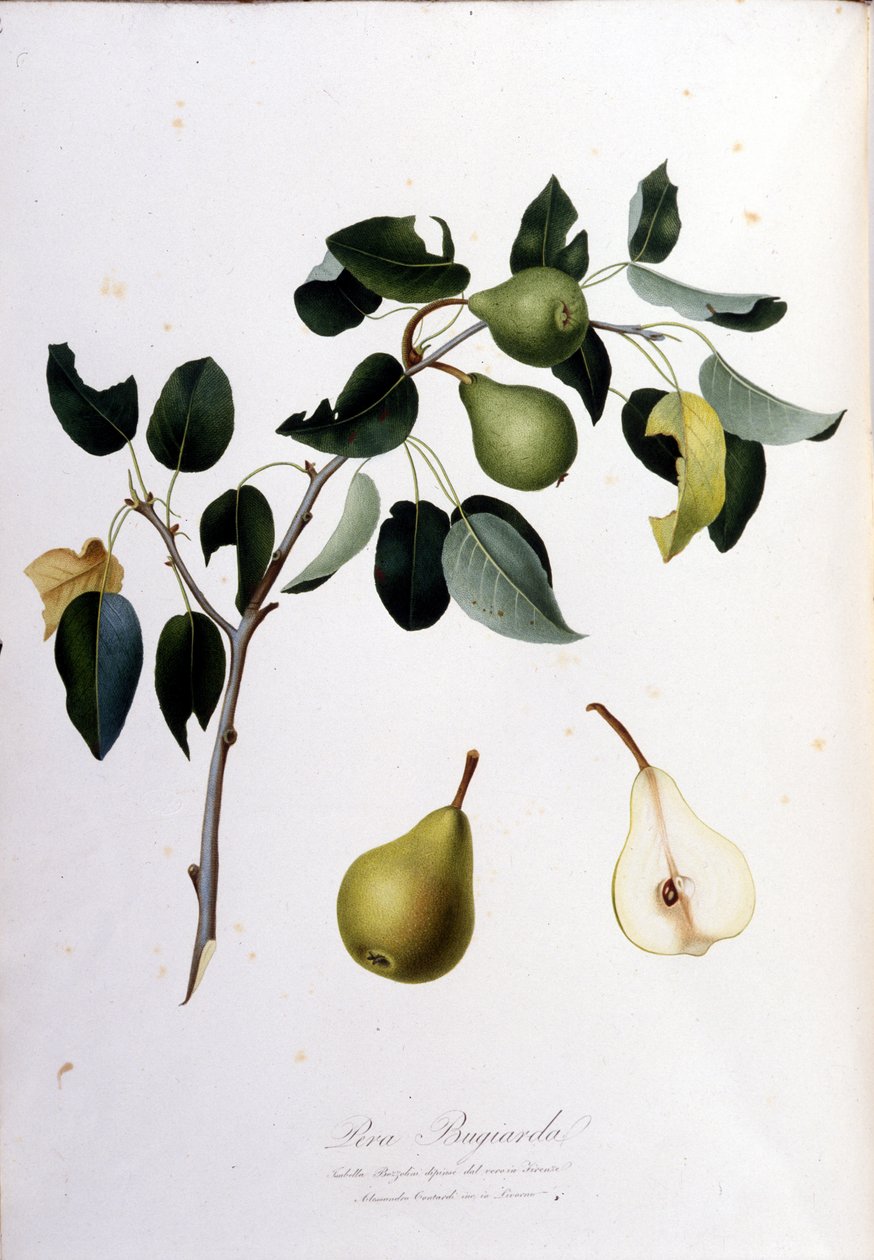 Pera campana