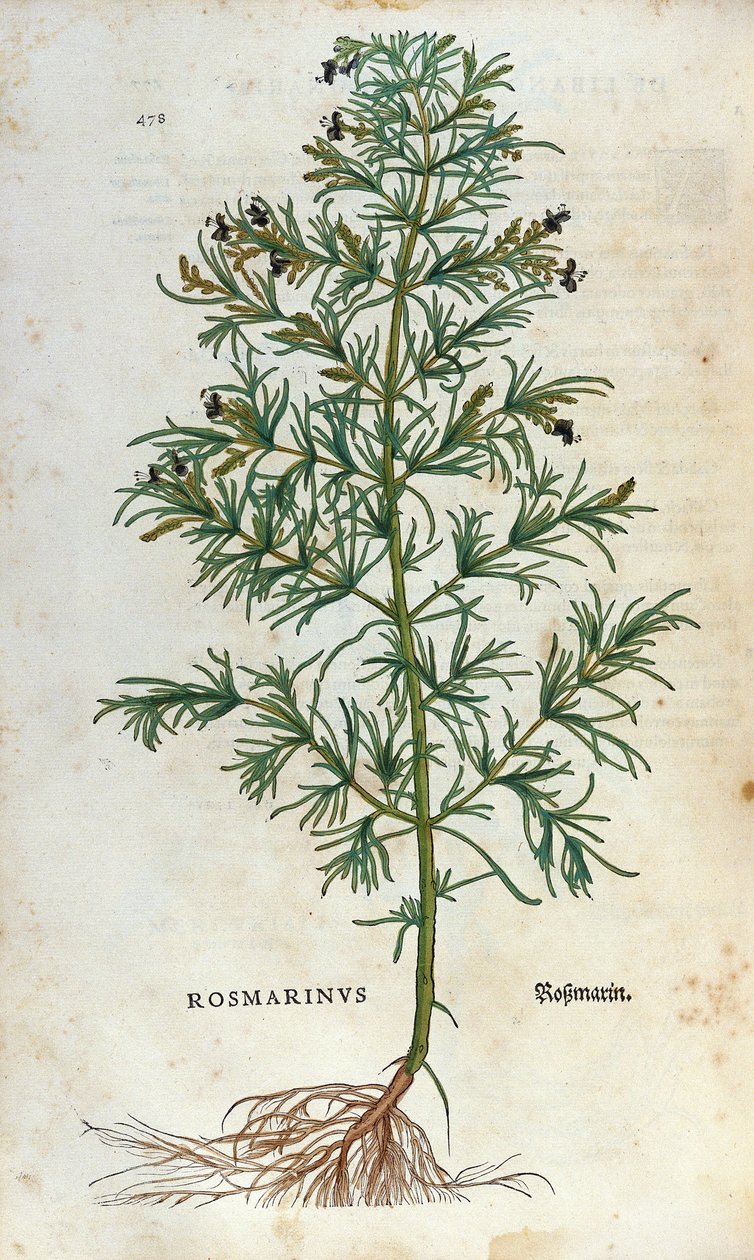 Botanik kurulu: biberiye (rosmarinus). Lheonard Fuchs Herbaryumu, “” Historia Stirpium””, Balya by Unknown artist