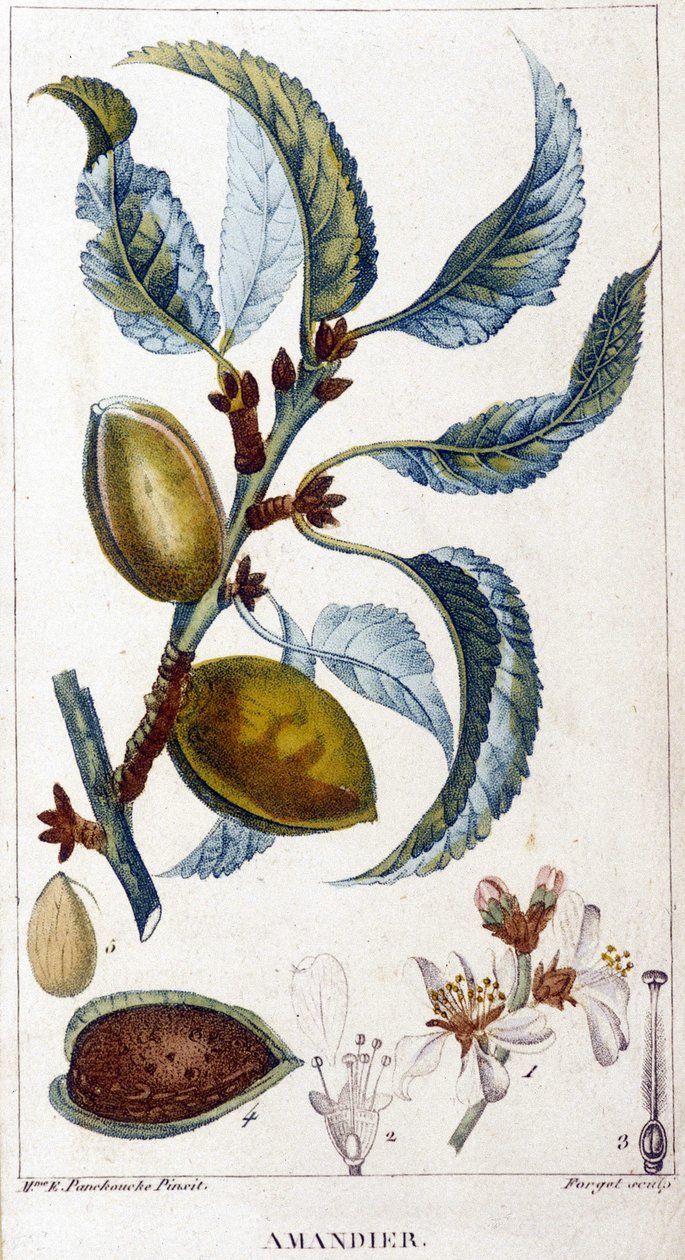 Badem ağacının dalı, çiçeği ve meyvesi - botanik kurulu by Unknown artist