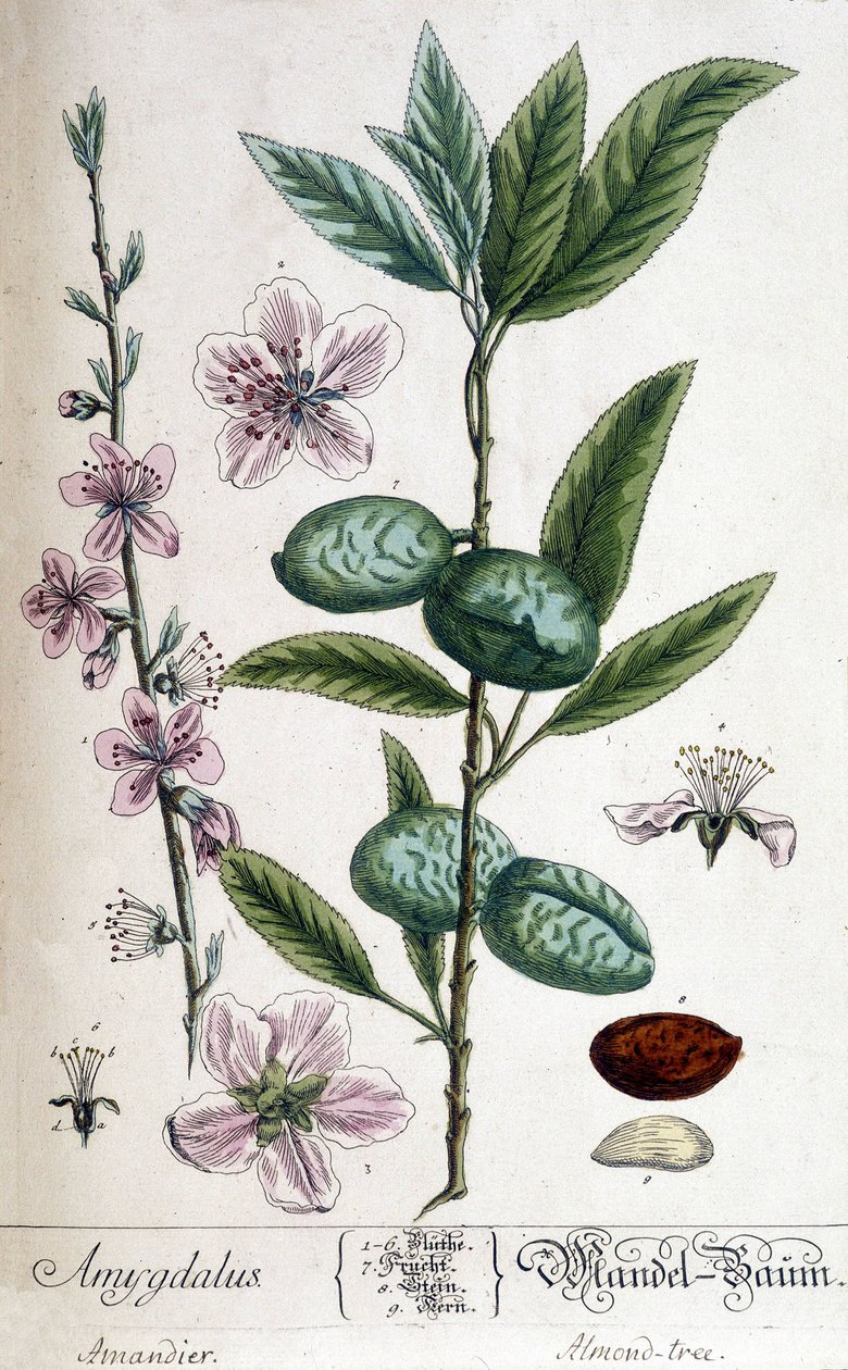 Badem ağacının dalı, çiçeği ve meyvesi - botanik kurulu by Unknown artist
