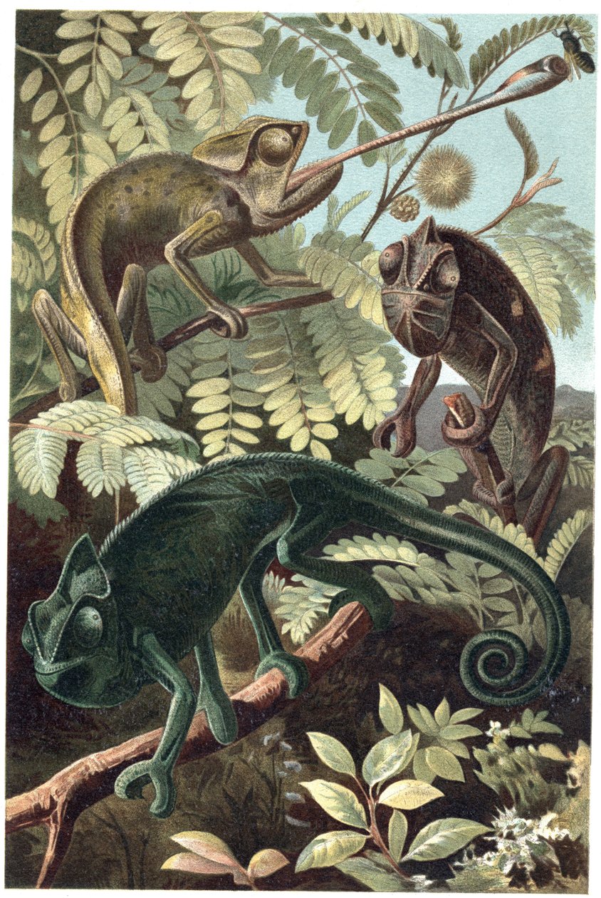 Cameleon - Bukalemunlar veya bukalemunlar (Chamaeleonidae familyası) - Alfred Edmund Brehm