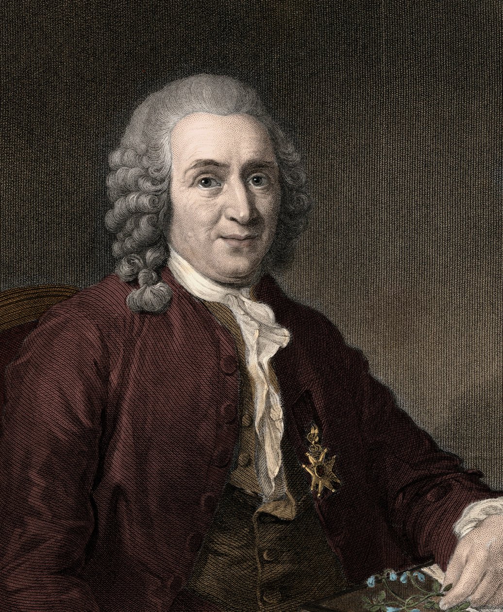 Carl von Linnaeus - gravür - 19. yüzyıl by Unknown artist