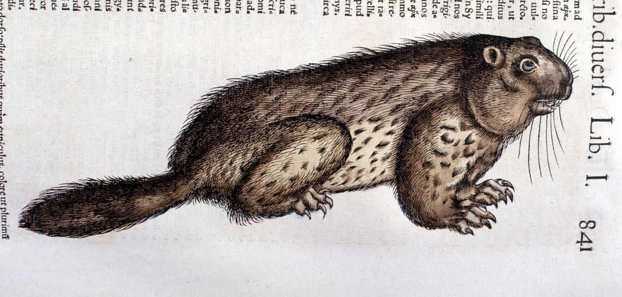 Castor - Conrad Gesner (1516 - 1565), Tiguri