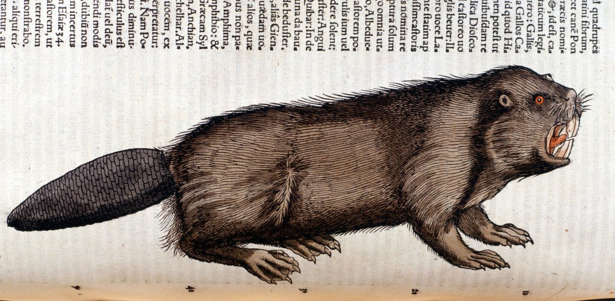 Castor - Conrad Gesner, Tiguri