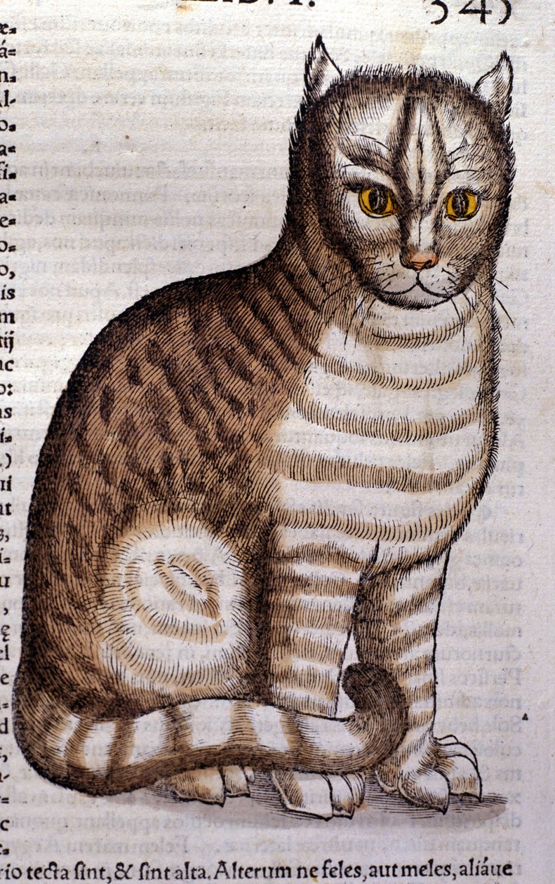 Conrad Gesner tarafından yazılan Historia Animalium