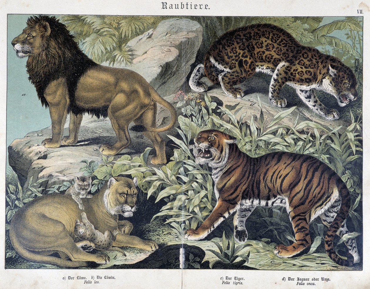 Kediler: aslan, dişi aslan, kaplan - “” Memelilerin doğal tarihleri”, ed. Schreiber by Unknown artist