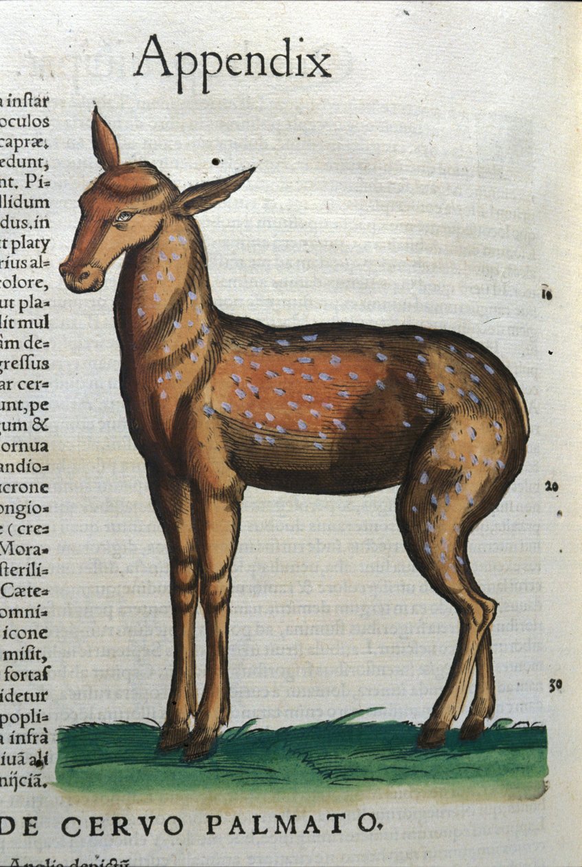 Cervidae (antilop?) Historia Animalium de Conrad Gesner (1516 - 1565), Tiguri