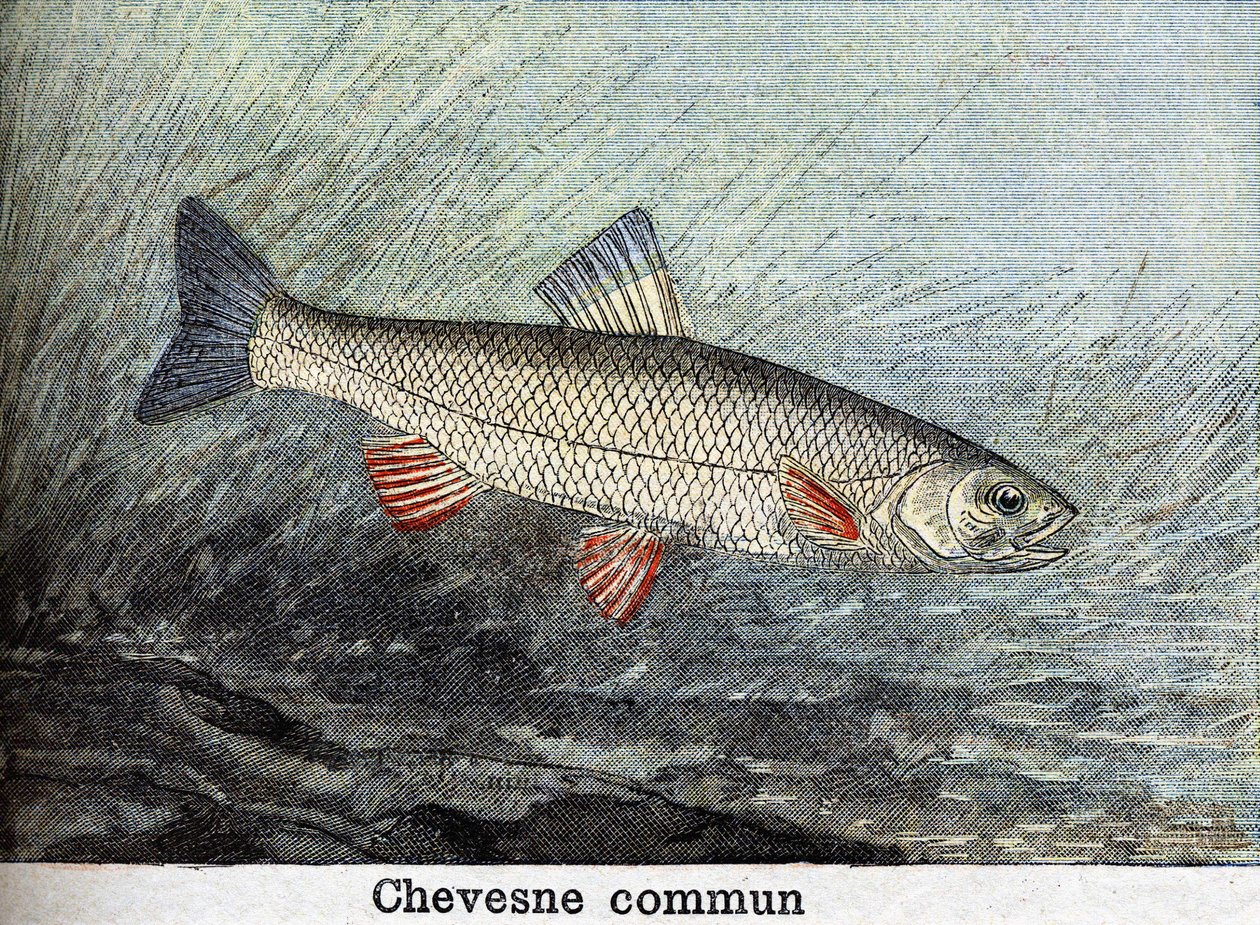1898