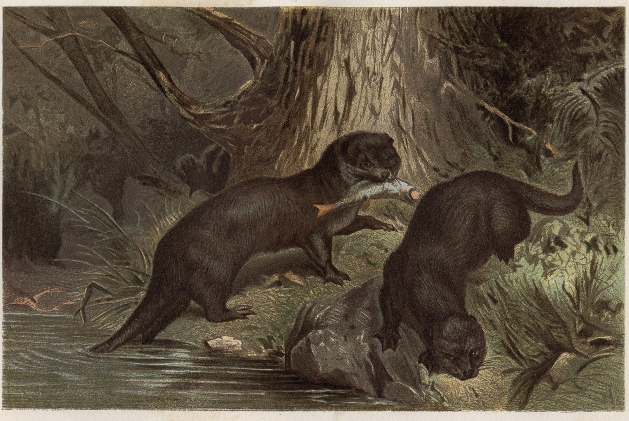 Şili Otter - Güney nehir su samuru, Lontra provokas - Alfred Edmund Brehm (1829-1884) tarafından “” Brehm