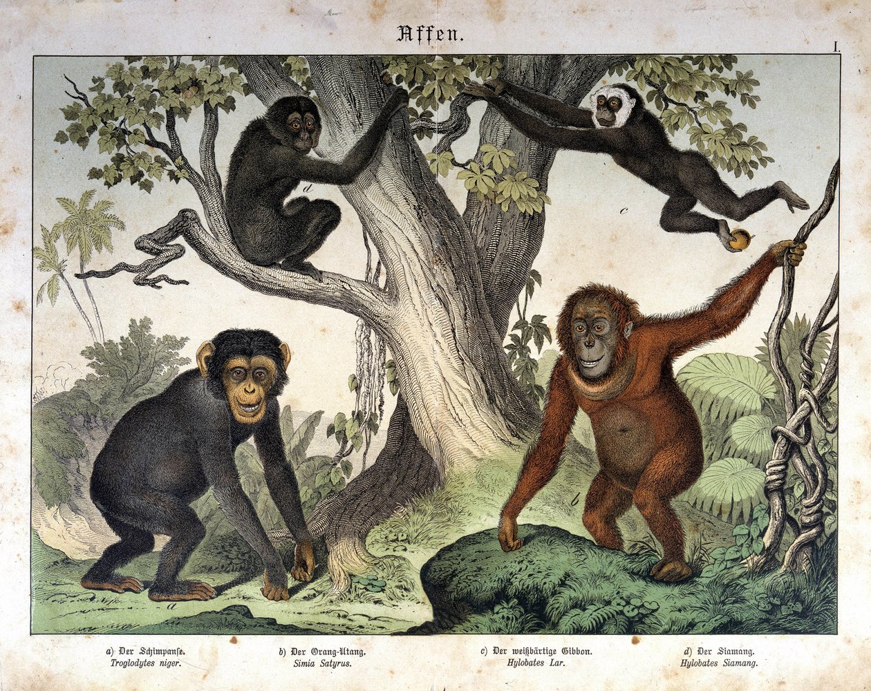 Şempanze maymunları, orangutan (orang-utan, orangutan, orangutan, orangutan)... - "" Memelilerin doğal tarihi"nde, ed. Schreiber, Münih by Unknown artist