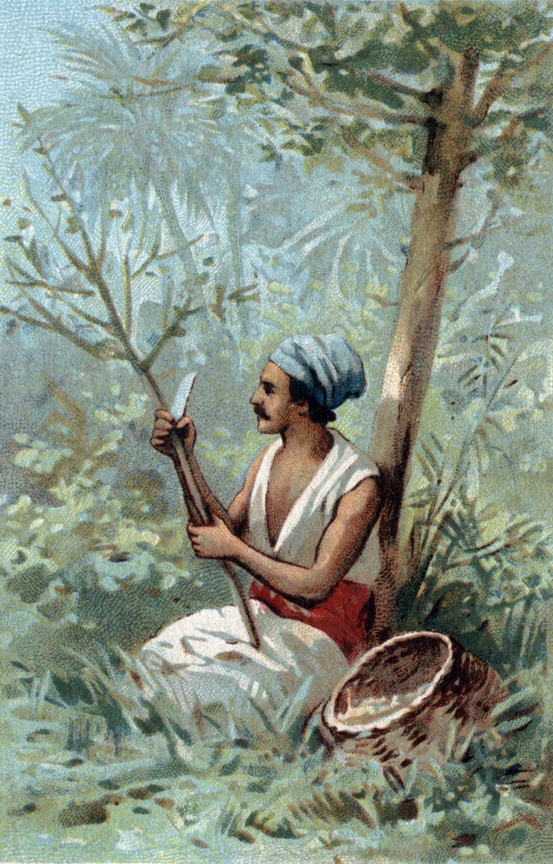 Tarçın bir Seylan soyun. 19. yüzyılın sonlarında kromolitografi. by Unknown artist