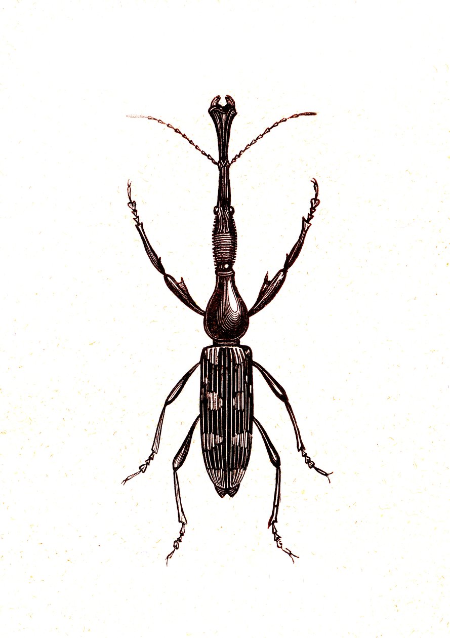 Coleoptera: Brenthus Temminchii by Unknown artist