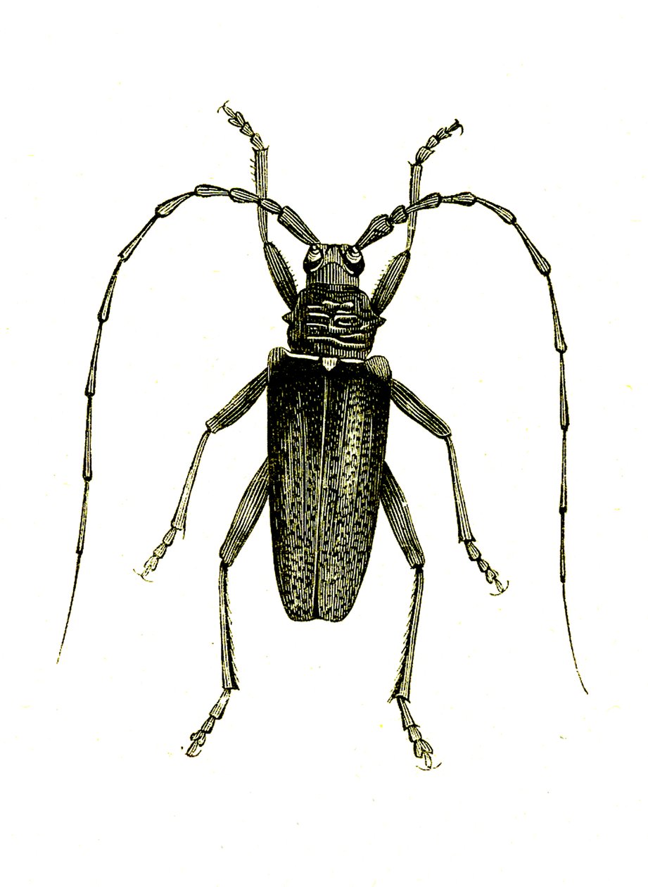 Coleoptera: Cerambyx kahramanları by Unknown artist