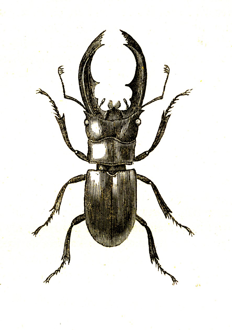 Coleoptera: Hexarthius Buqueti veya Lucanus by Unknown artist