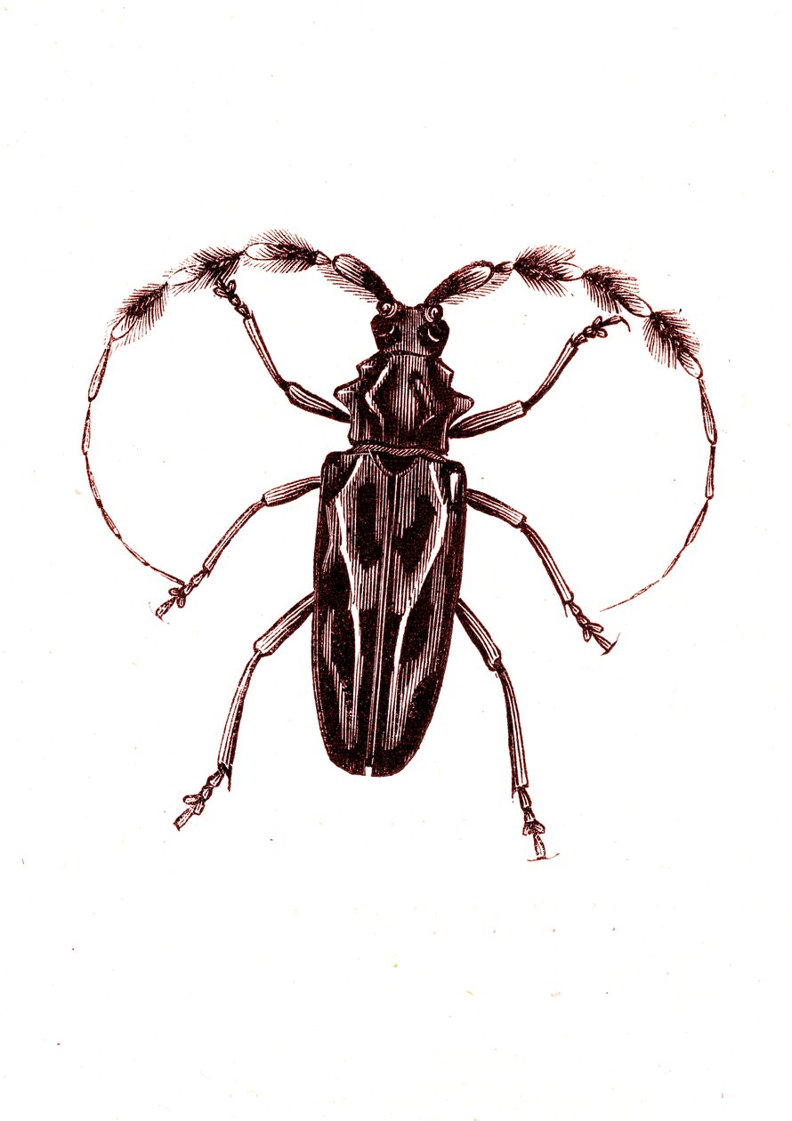 Coleoptera: Lophocerus barbatus by Unknown artist