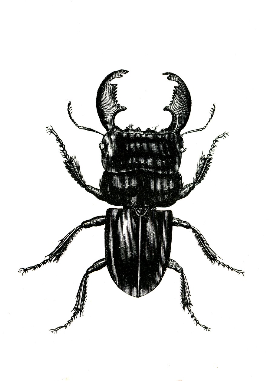 Coleoptera: Odontolarius giganteus by Unknown artist