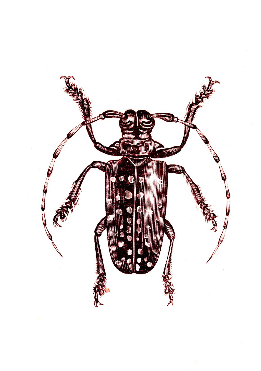 Coleoptera: Ophoptera Tollii by Unknown artist