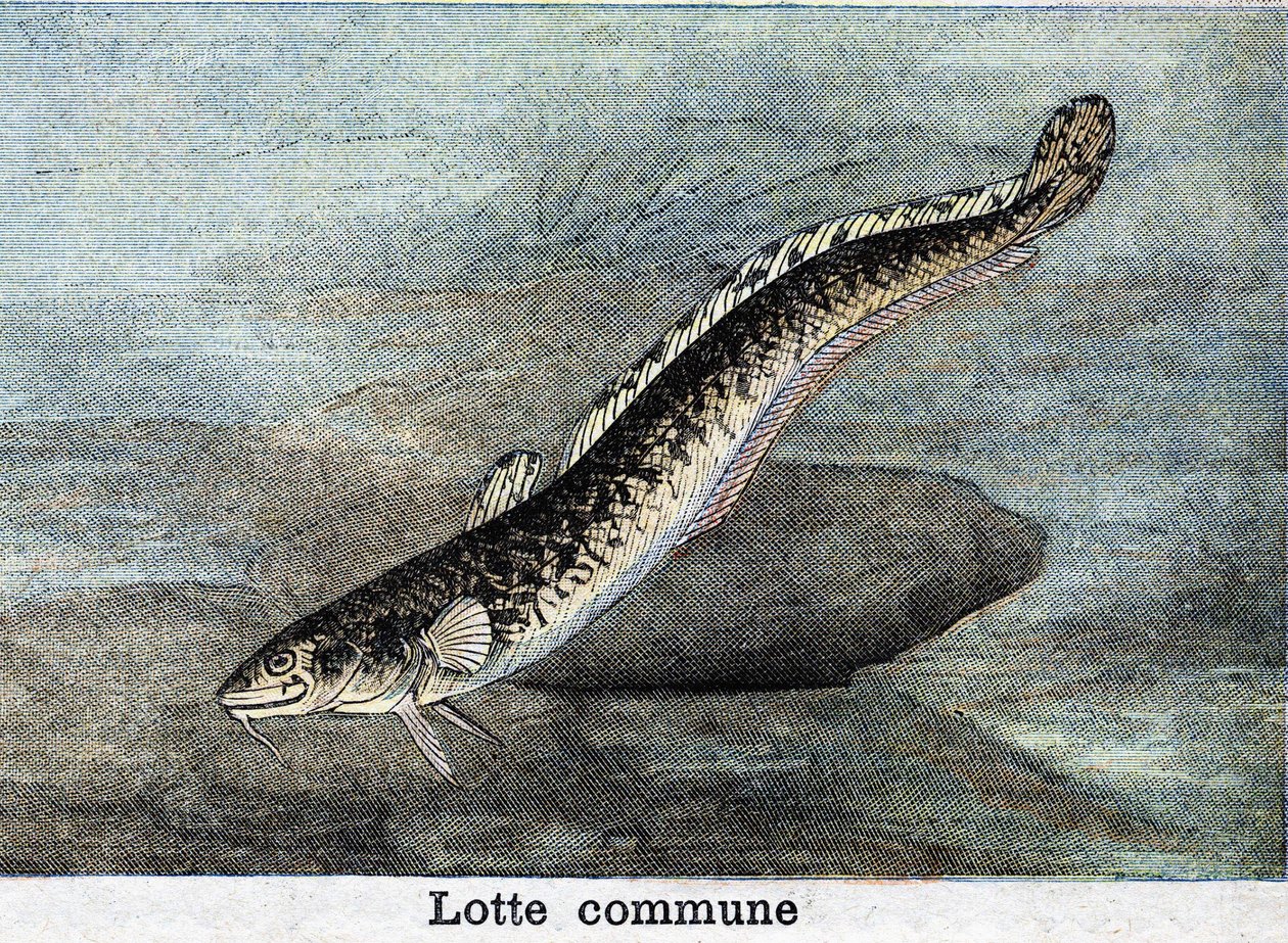 1898