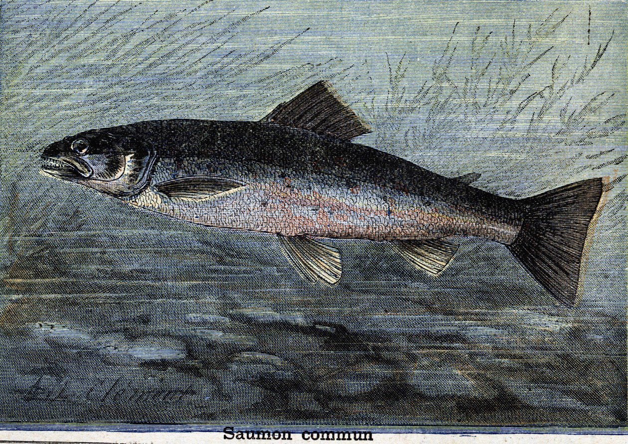 Ortak Somon. 1897
