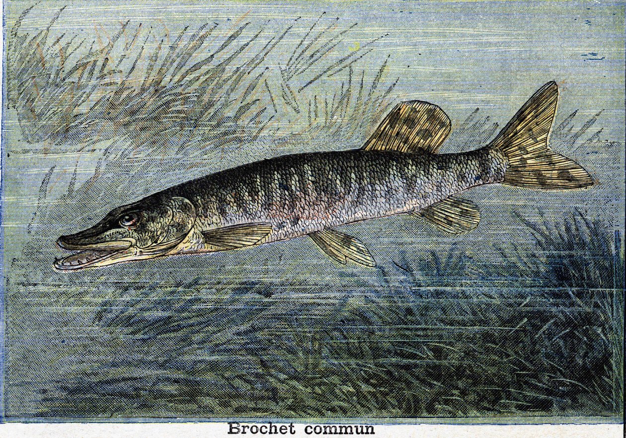 Ortak turna. 1897