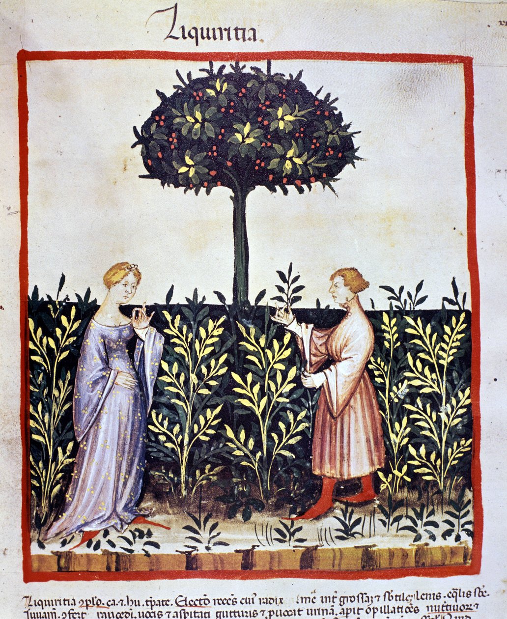 Tıbbi bitkinin yetiştirilmesi: meyan kökü (odun veya kök) hasadı. İlaç ve diyetetik sağımlarından aydınlatma “” Tacuinum sanitatis”” by Unknown artist